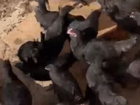 Chickens — photo 3
