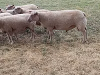 Widder, Charollais sheep — Foto 2