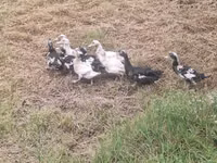 जर्मन पेकिन — फ़ोटो 3