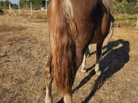 Mare, Horses — photo 1