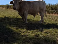 Bull, Cast cow — photo 1
