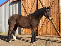 Cheval, Mustang — photo 1