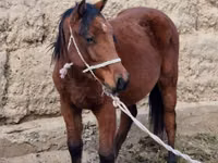 Yegua, Kyrgyz Horse — foto 1
