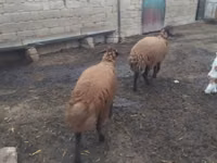 Widder, Blackheaded Persian sheep — Foto 3