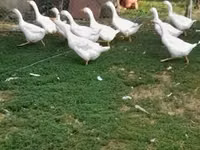 Geese — फ़ोटो 1