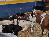 ثور, Simmental cattle — الصورة 1