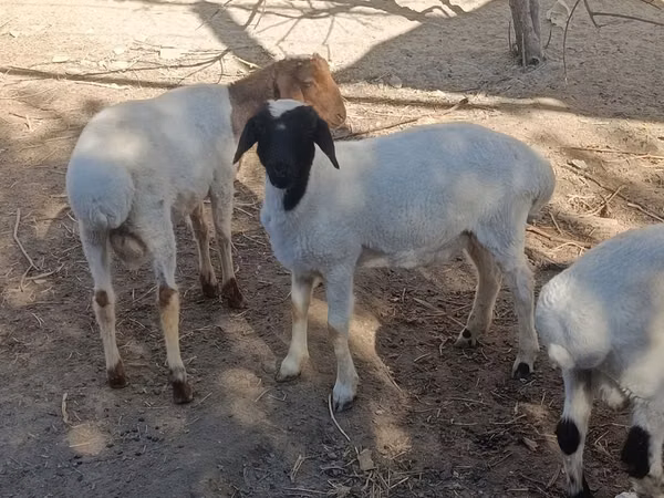 كبش, الأغنام