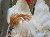 Chickens — photo 1