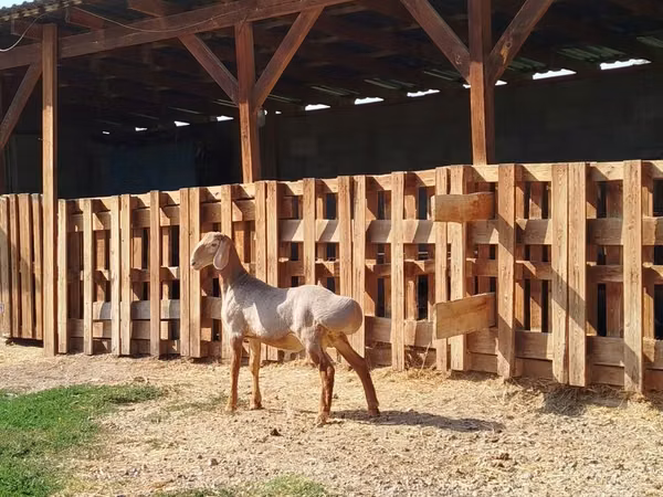 Widder, Edilbay sheep