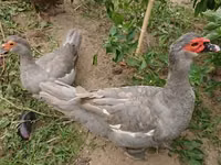 Ducks — الصورة 5