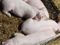 Pigs (batch, sex not specified), Pigs — photo 8