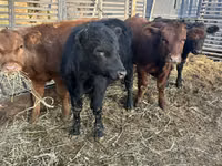 Taureau, Aberdeen-Angus — photo 1