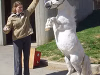 Stute, Miniature horse — Foto 6