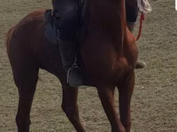 公马, Trakehner — 照片 1
