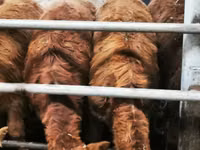 Bovinos (lote, sexo no especificado), Simmental cattle — foto 5