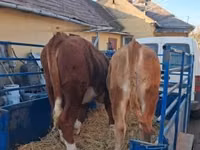 Vache, Vache limousine — photo 5