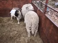 公山羊, Goats — 照片 3