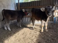 أبقار (دفعة، الجنس غير محدد), Swiss cattle — الصورة 4