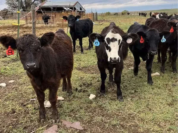 Bovins (lot, sexe non indiqué), Aberdeen-Angus