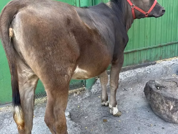 بقرة, Swiss cattle
