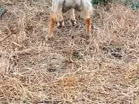 母山羊, Goats — 照片 3
