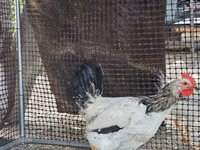Adler Silver — foto 2