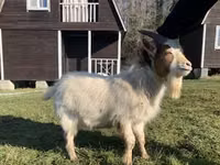 Ziege, Toggenburg goat — Foto 5
