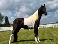 حصان, Tennessee Walking Horse — الصورة 4