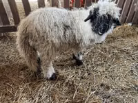 公羊, Wallis Country sheep — 照片 2