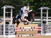 Cheval, Pinto horses — photo 8