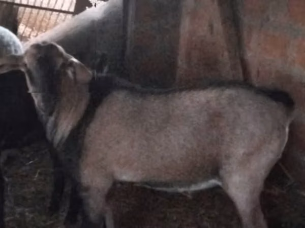 公山羊, Nubian Goat