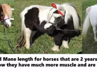 Hengst, Miniature horse — Foto 5