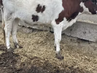 母牛, Cattle — 照片 5