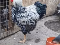 وياندوت — الصورة 3