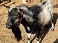 Boucs, Dutch Landrace goats — photo 7