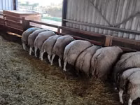 मेढ़ा, Beltex sheep — फ़ोटो 1