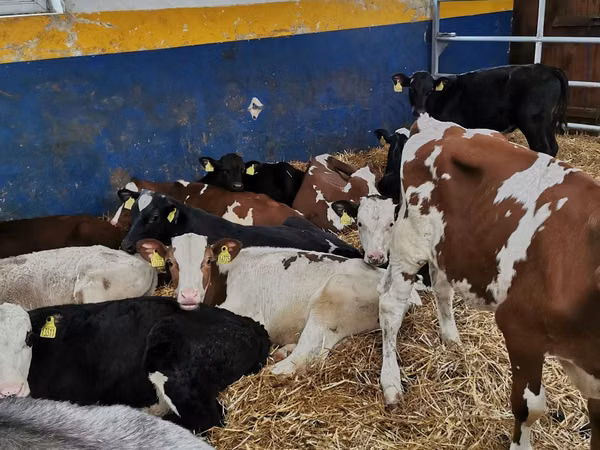 公牛, Simmental cattle