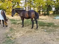 Horse (M), Nonius horse — photo 3