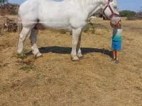 Cheval, Percheron — photo 5