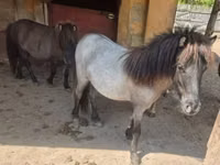 Jument, Shetland Pony — photo 2
