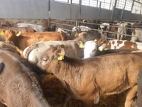 公牛, Simmental cattle — 照片 2