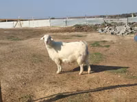 عنزة, Saanen goat — الصورة 1