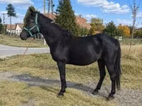 Mare, Horses — photo 3