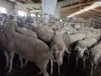 Sheep, Kuibyshev sheep — photo 1