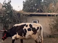بقرة, Russian Black pied cattle — الصورة 6