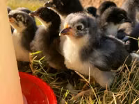Australorp — Foto 7
