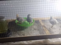 Leghorn — Foto 2