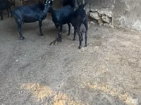 عنزة, Murcia-Granada goats — الصورة 2