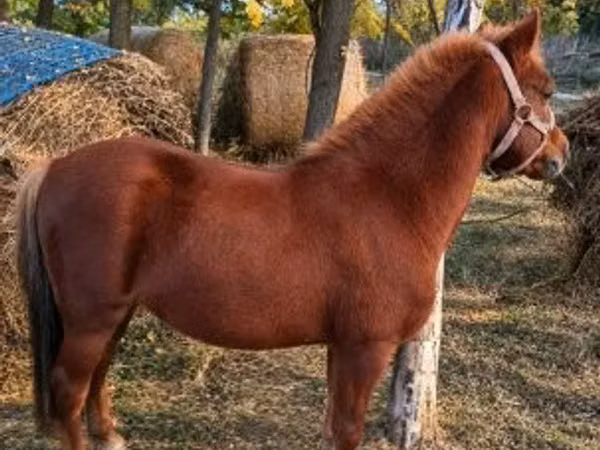 公马, Horses