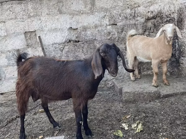 Cabra, Damask goat